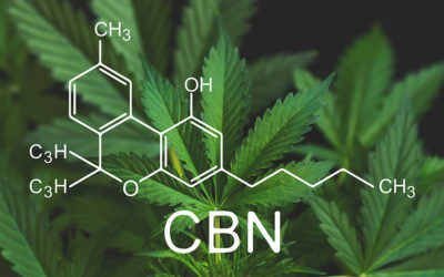 CBN Cannabinol Facts