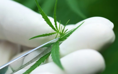 Cannabis and Cannabinoid Research