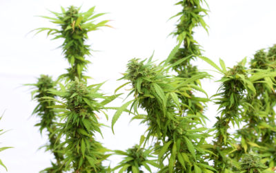 Sativa Benefits For Cannabis Consumers